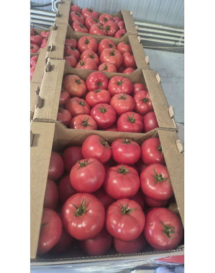 Pink Tomato Price per KG